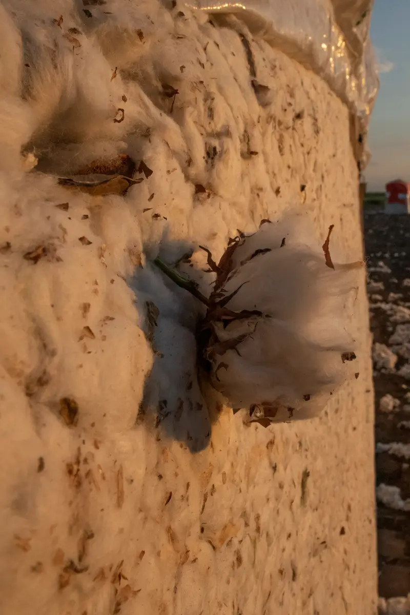 An open cotton boll on the plant against a deep blue sky, with a cotton field blurred behind it.