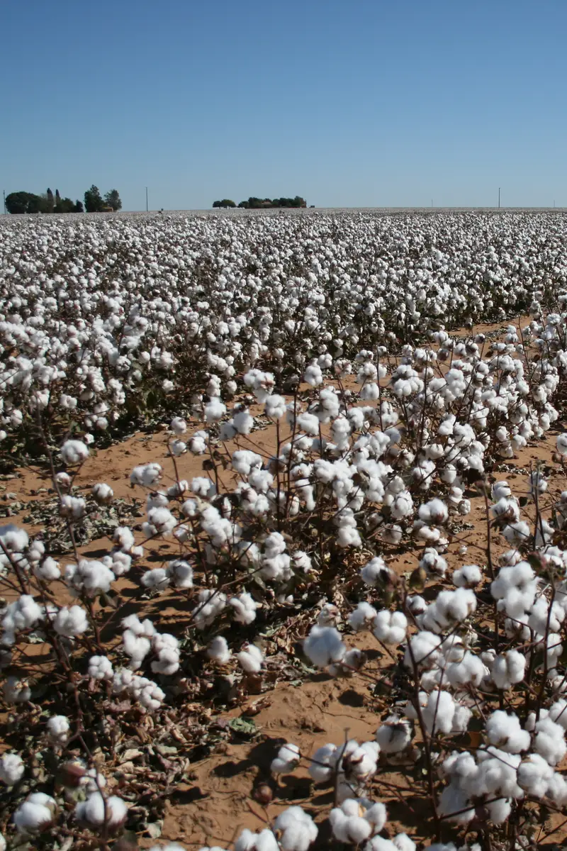 A cotton field in full boll stretching to the horizon under a clear blue sky.