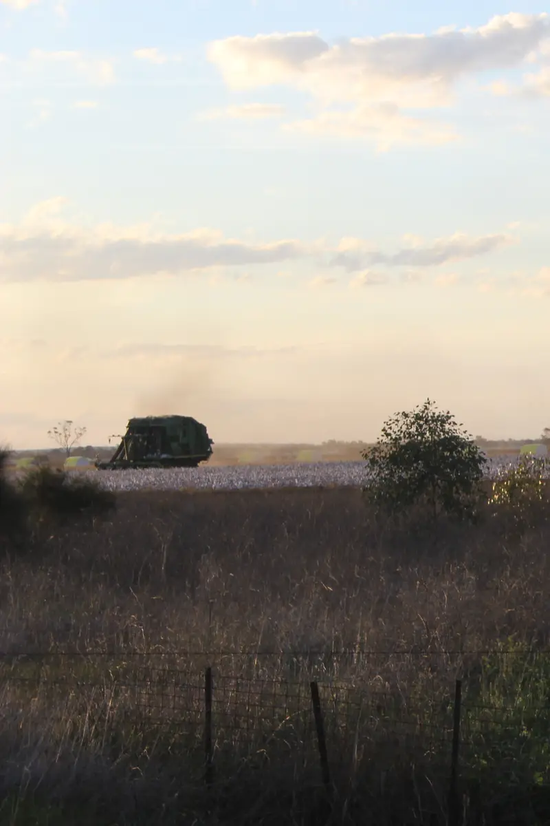 Cotton pickers working a wide white cotton field under an evening sky.